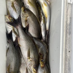6月 8日（日）午後便・イサキ釣りの写真その8