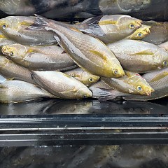 6月 9日（月）午前便・イサキ釣りの写真その6