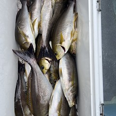 6月 9日（月）午前便・イサキ釣りの写真その7