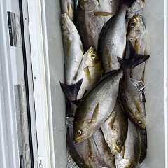6月 9日（月）午前便・イサキ釣りの写真その8