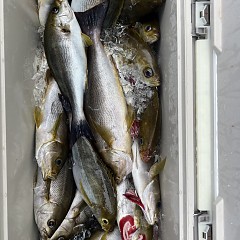 6月 9日（月）午前便・イサキ釣りの写真その10