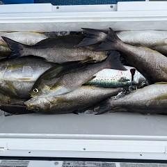 6月 9日（月）午前便・イサキ釣りの写真その12