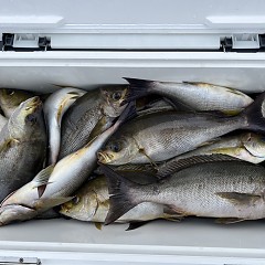 6月 10日（火）午前便・イサキ釣りの写真その6