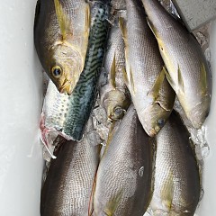 6月 10日（火）午前便・イサキ釣りの写真その11