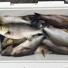 6月9日（月）8時出船・イサキ釣りの写真その4