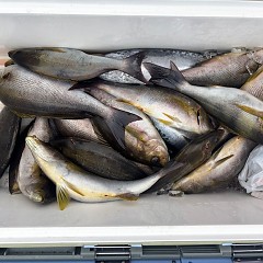 6月9日（月）8時出船・イサキ釣りの写真その6
