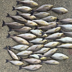 6月 11日（水）午前便・イサキ釣りの写真その2