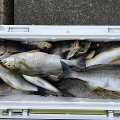 6月 11日（水）午前便・イサキ釣りの写真その4