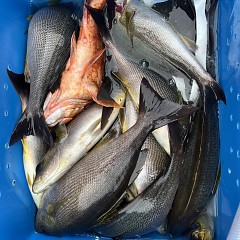 6月 11日（水）午前便・イサキ釣りの写真その5