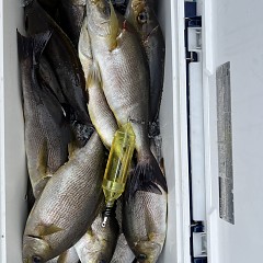 6月 12日（木）午前便・イサキ釣りの写真その7