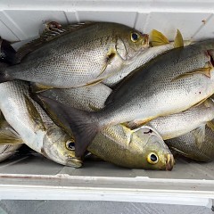 6月 12日（木）午前便・イサキ釣りの写真その11