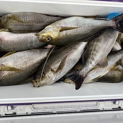 6月 12日（木）午後便・イサキ釣りの写真その6