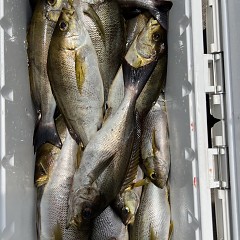 6月 13日（金）午前、午後・イサキ釣りの写真その1