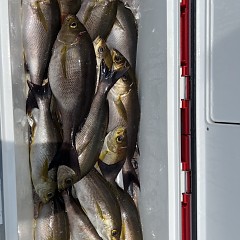 6月 13日（金）午前、午後・イサキ釣りの写真その2