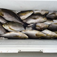 6月 13日（金）午前、午後・イサキ釣りの写真その6