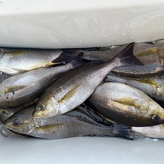 6月 13日（金）午前、午後・イサキ釣りの写真その7