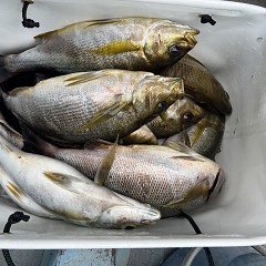 6月 14日（土）午前便・イサキ釣り・イシダイ釣りの写真その11