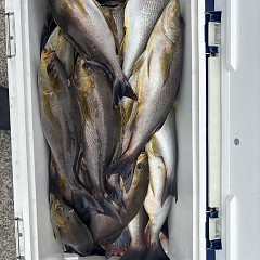 6月 13日（金）午前、午後・イサキ釣りの写真その11