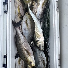 6月 15日（日）午前便・イサキ釣りの写真その12