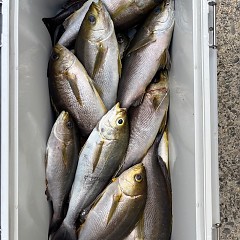 6月15日（日）午後便・イサキ釣りの写真その2