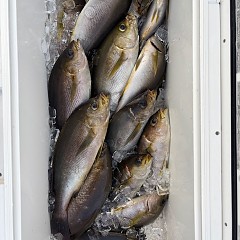 6月15日（日）午後便・イサキ釣りの写真その3