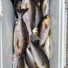 6月15日（日）午後便・イサキ釣りの写真その7