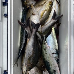 6月 16日（月）午前便・イサキ釣りの写真その11