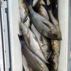 6月 16日（月）午後便・イサキ釣りの写真その10