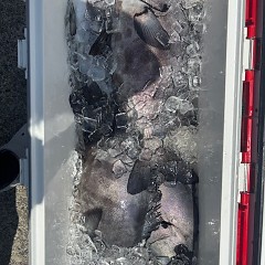 6月17日（月）午前便・イシダイ釣りの写真その6