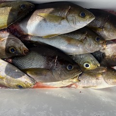 6月 17日（火）午前便・イサキ釣りの写真その8