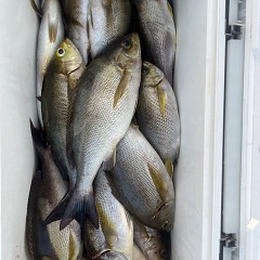 6月 17日（火）午後便・イサキ釣りの写真その7