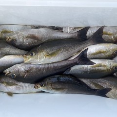 6月 17日（火）午後便・イサキ釣りの写真その10