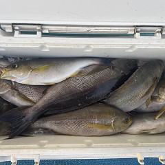6月 19日（木）午後便・イサキ釣りの写真その6