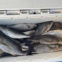 6月 19日（木）午後便・イサキ釣りの写真その8