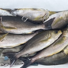 6月 19日（木）午後便・イサキ釣りの写真その9