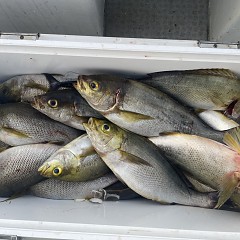 6月 19日（木）午後便・イサキ釣りの写真その11