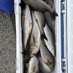6月22日（日）午前便・イサキ釣りの写真その11