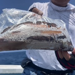 6月 22日（日）1日便・スルメイカ釣りの写真その8