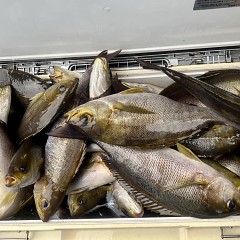 6月 23日（月）午前便・イサキ釣りの写真その7