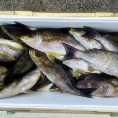 6月 23日（月）午前便・イサキ釣りの写真その10