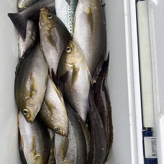 6月 23日（月）午前便・イサキ釣りの写真その12