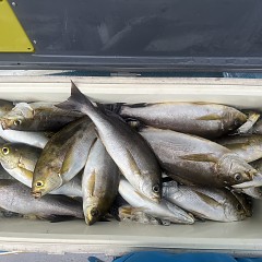 6月 23日（月）午後便・イサキ釣りの写真その7