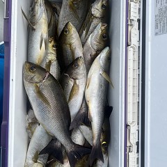 6月 23日（月）午後便・イサキ釣りの写真その8