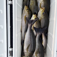 6月 23日（月）午後便・イサキ釣りの写真その9
