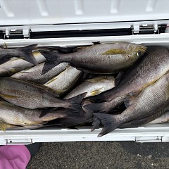 6月 24日（火）午前便・イサキ釣りの写真その4