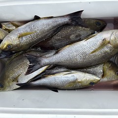 6月 24日（火）午前便・イサキ釣りの写真その5