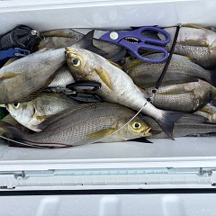 6月 24日（火）午前便・イサキ釣りの写真その6