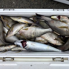 6月 24日（火）午前便・イサキ釣りの写真その7