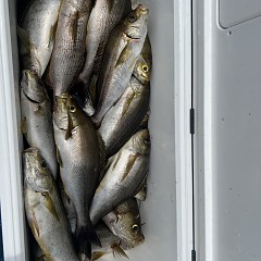 6月 26日（木）午前便・イサキ釣りの写真その6