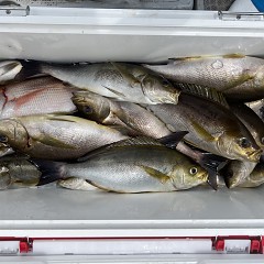 6月 26日（木）午前便・イサキ釣りの写真その7